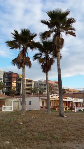 3palmeras al lado de las casas