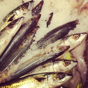 10413034_254535114749553_1742704832_n