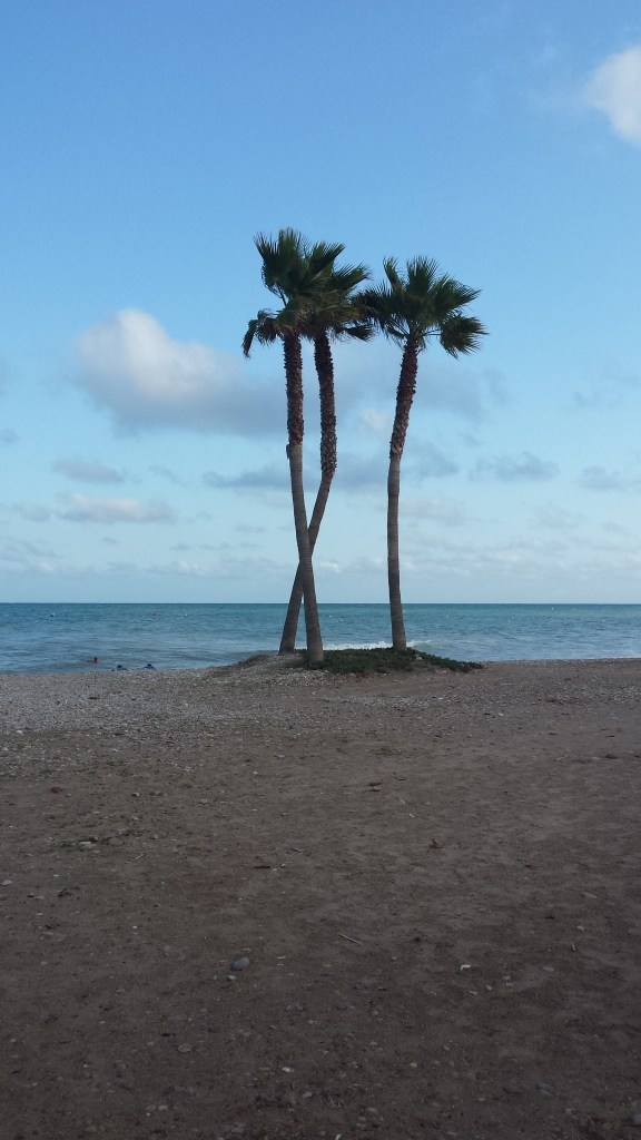 Tres de mis palmeras