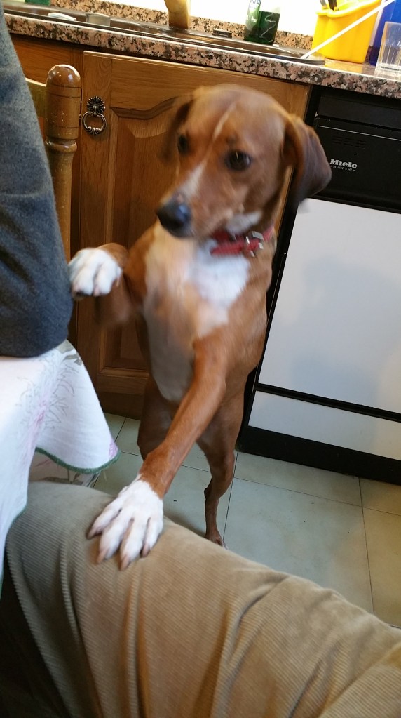 Ron pidiendo permiso