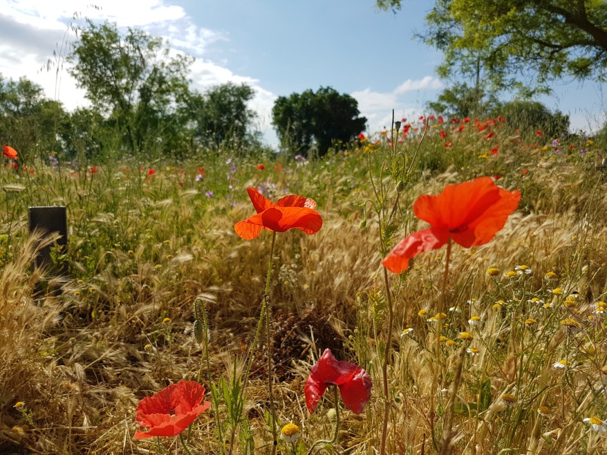 Los colores de la primavera – unoydostres.com