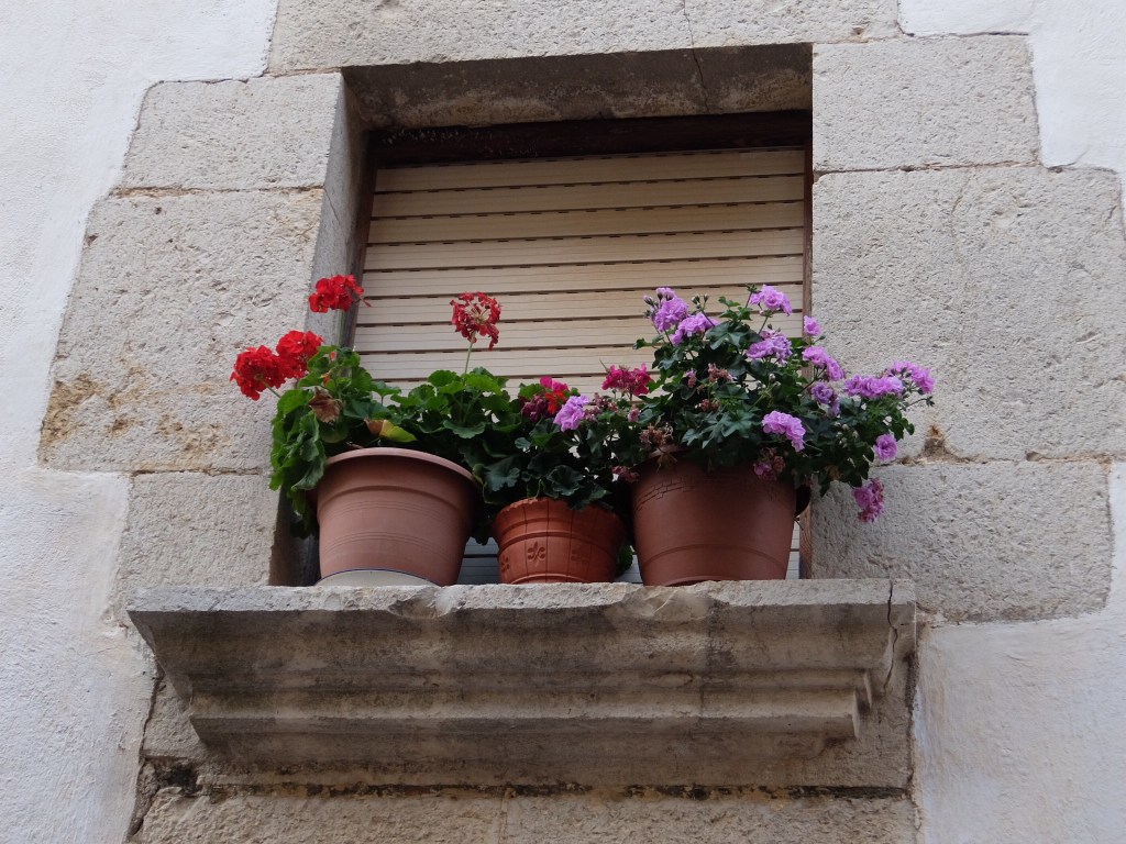 Flores que alegran la vista. No hace falta mucho para ser feliz